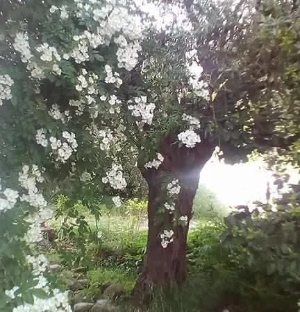 The Olive Garden * Λιμένας