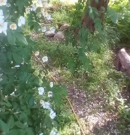 Διαμέρισμα The Olive Garden