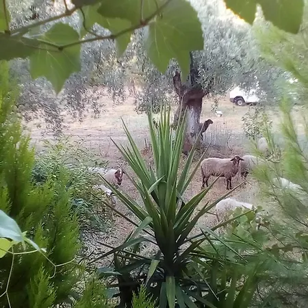 Διαμέρισμα The Olive Garden *