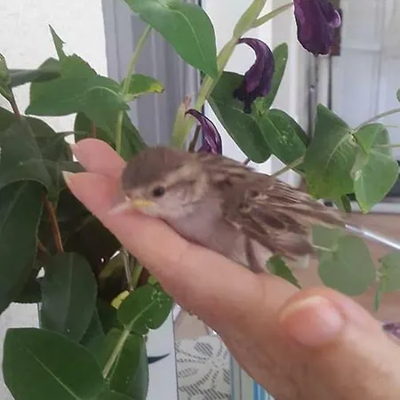 The Olive Garden Διαμέρισμα *