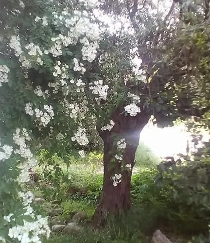 The Olive Garden * 萨索斯