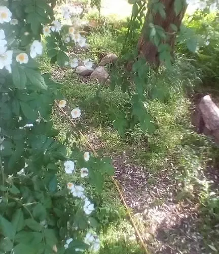 公寓 The Olive Garden