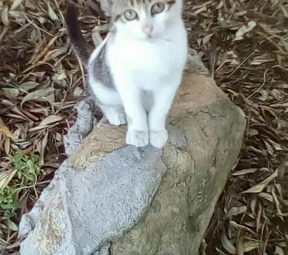 The Olive Garden 公寓